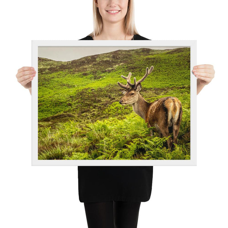 Prince of the Forest - Go Wild Photography [description]  [price]