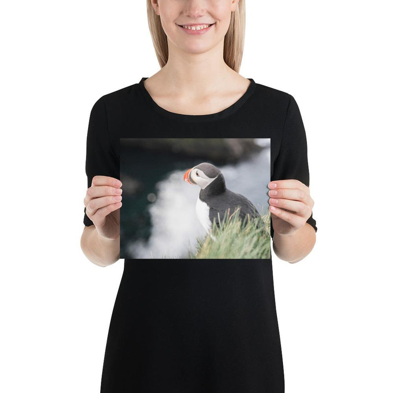 Stoic Puffin - Go Wild Photography [description]  [price]