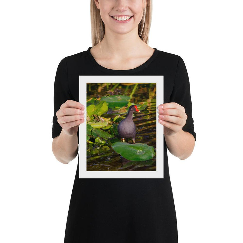 Common Moorhen - Go Wild Photography [description]  [price]