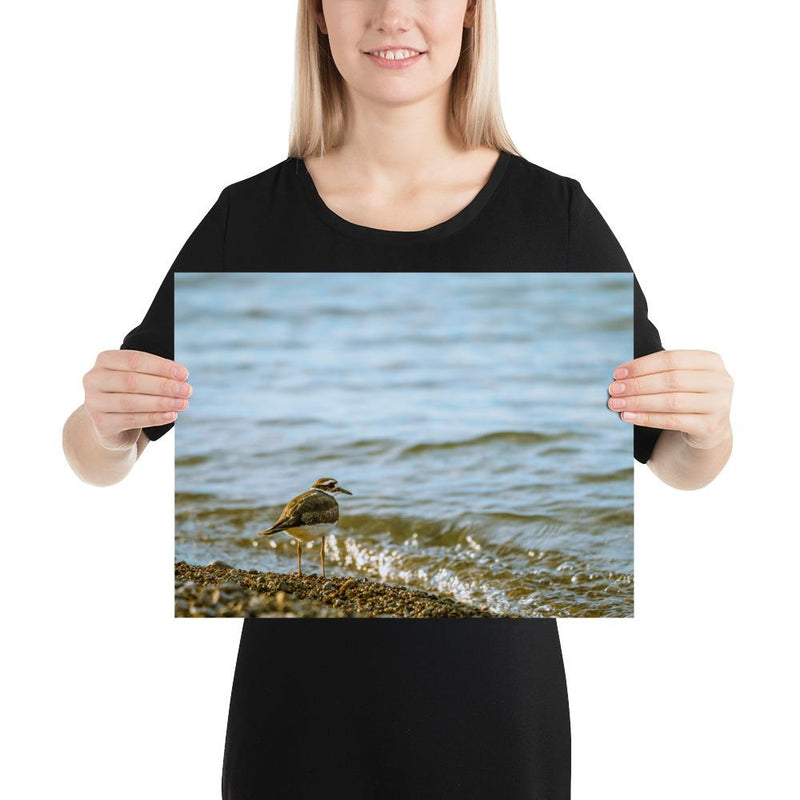 Sand Piper - Go Wild Photography [description]  [price]