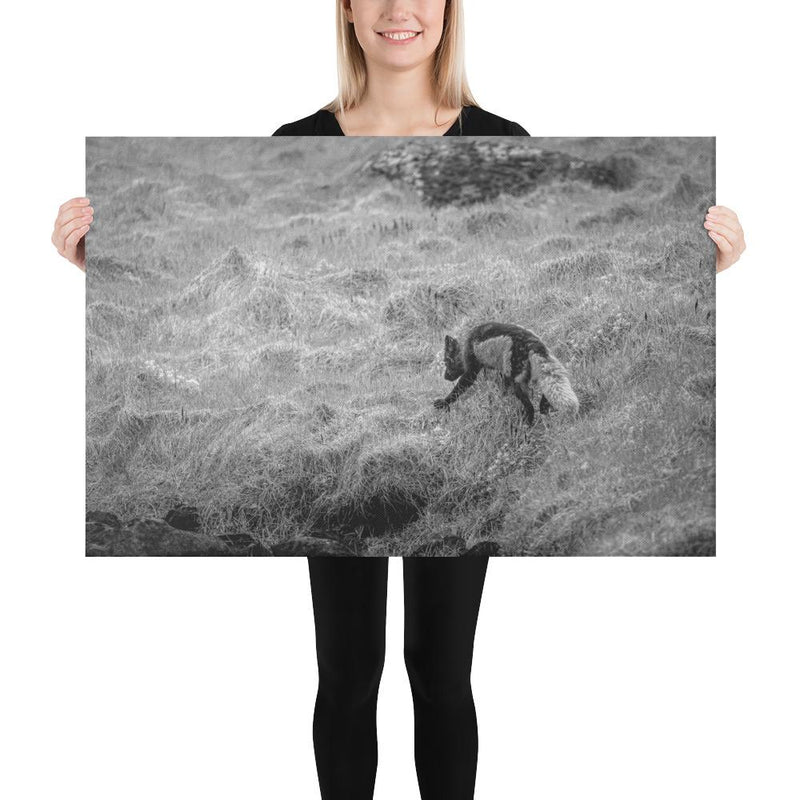 Black and Arctic Fox - Go Wild Photography [description]  [price]