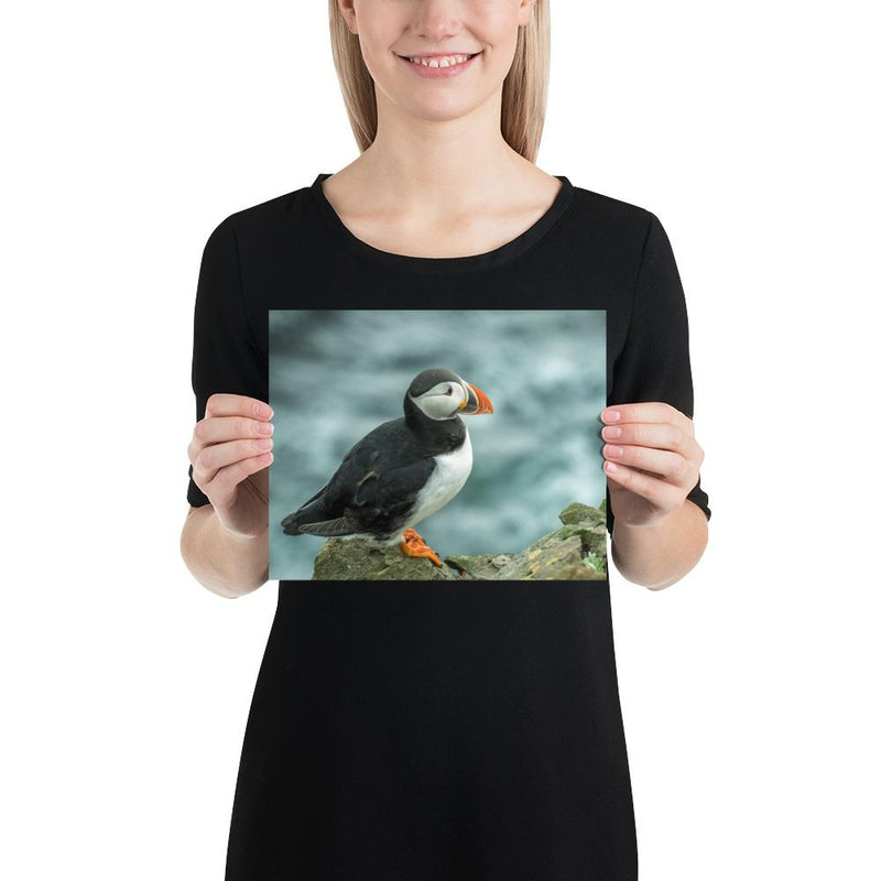 Atlantic Puffin - Go Wild Photography [description]  [price]