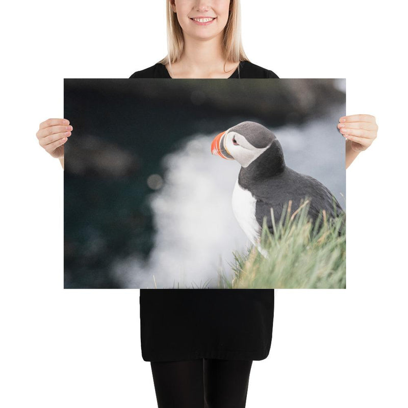 Stoic Puffin - Go Wild Photography [description]  [price]