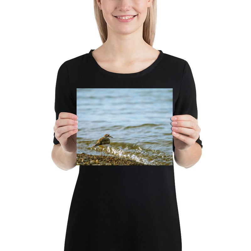 Sand Piper - Go Wild Photography [description]  [price]