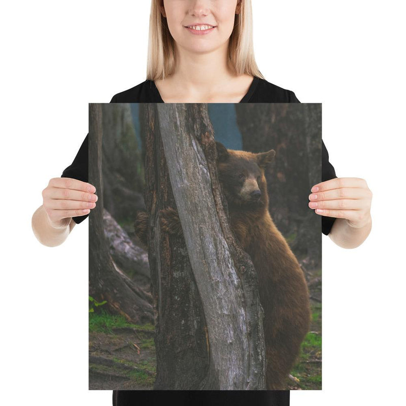 Bear Hug - Go Wild Photography [description]  [price]