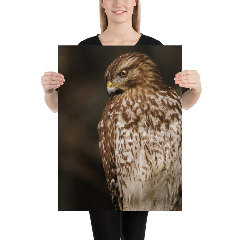Red Shouldered Hawk - Go Wild Photography [description]  [price]