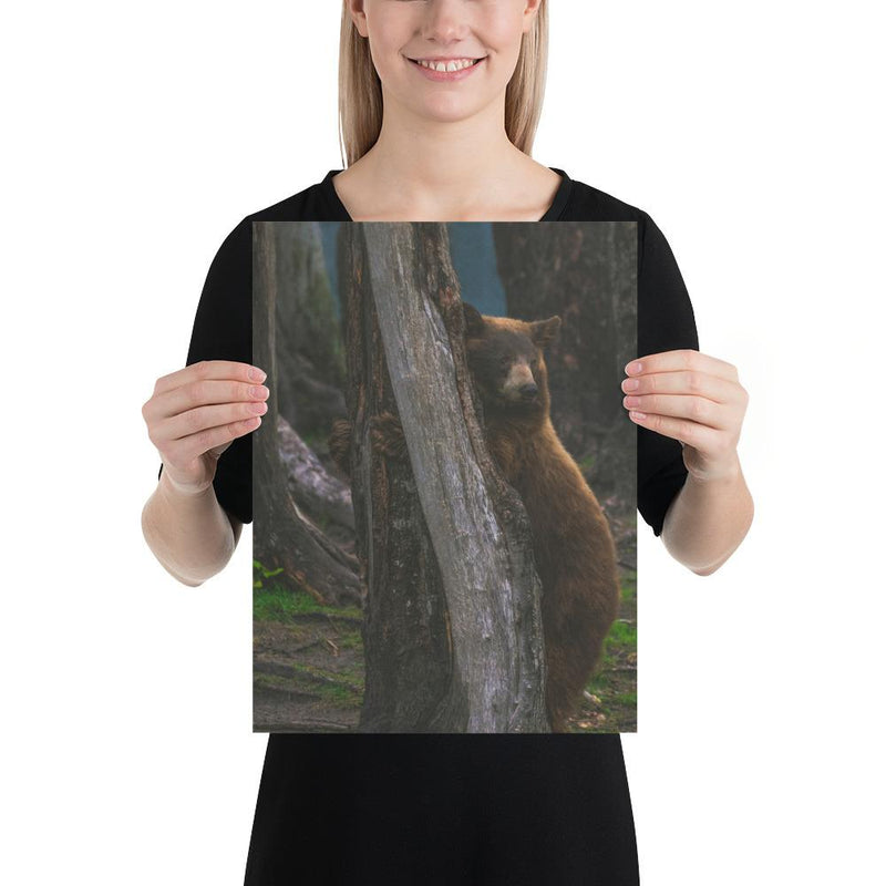 Bear Hug - Go Wild Photography [description]  [price]