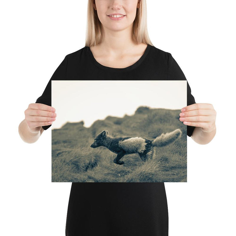 Crazy Like a Fox - Go Wild Photography [description]  [price]