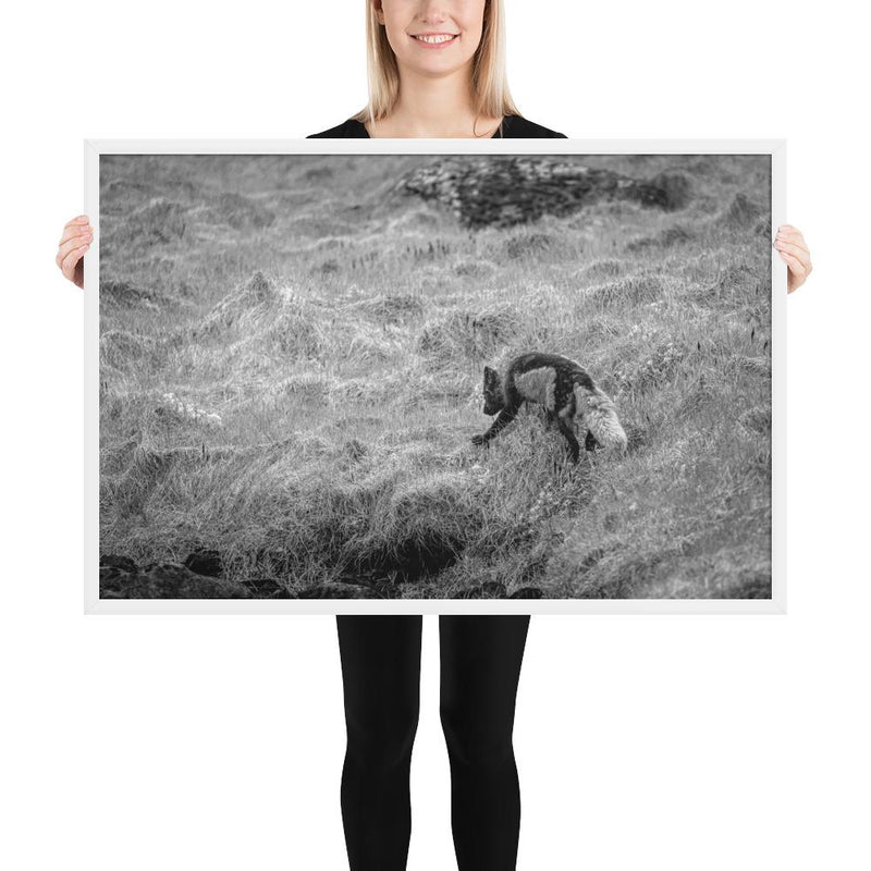 Black and Arctic Fox - Go Wild Photography [description]  [price]