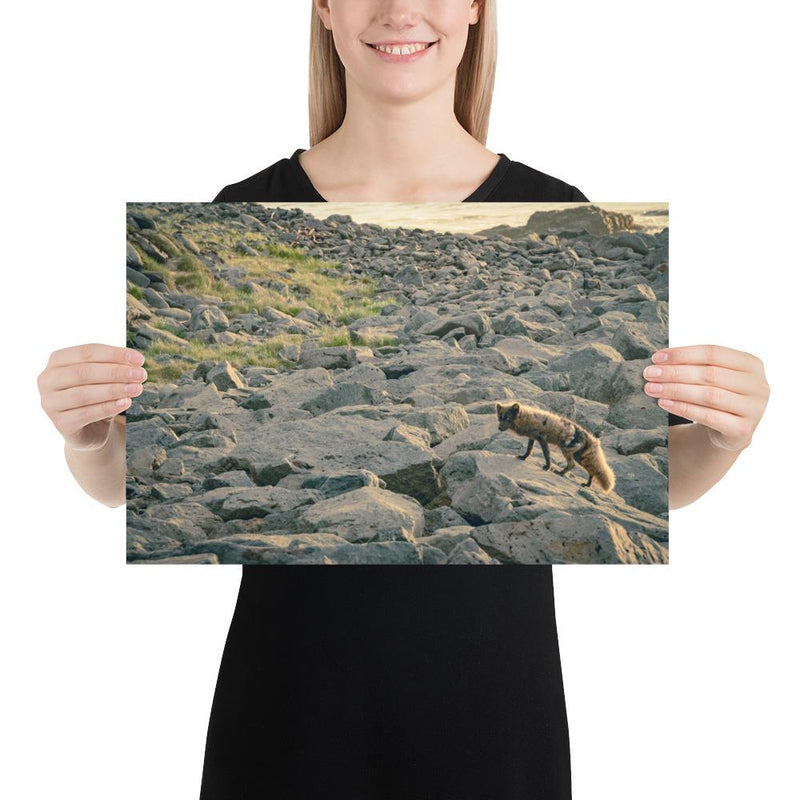 Arctic Fox - Go Wild Photography [description]  [price]