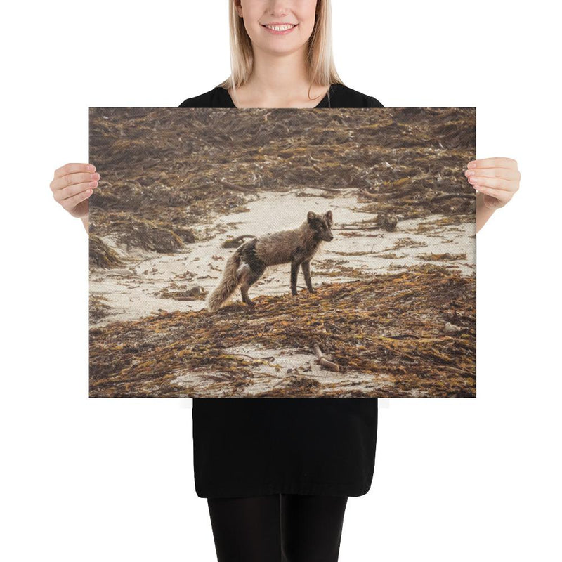 Vulpes - Go Wild Photography [description]  [price]