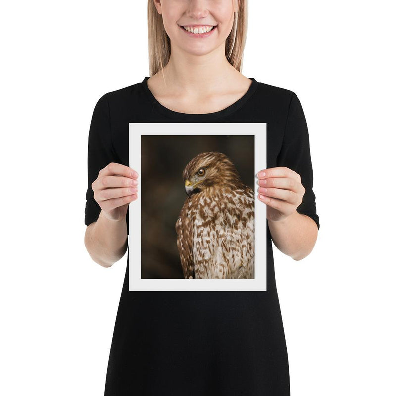 Red Shouldered Hawk - Go Wild Photography [description]  [price]