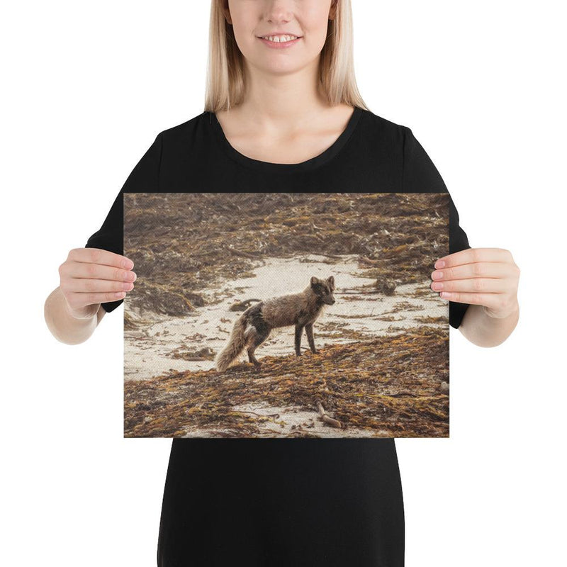 Vulpes - Go Wild Photography [description]  [price]