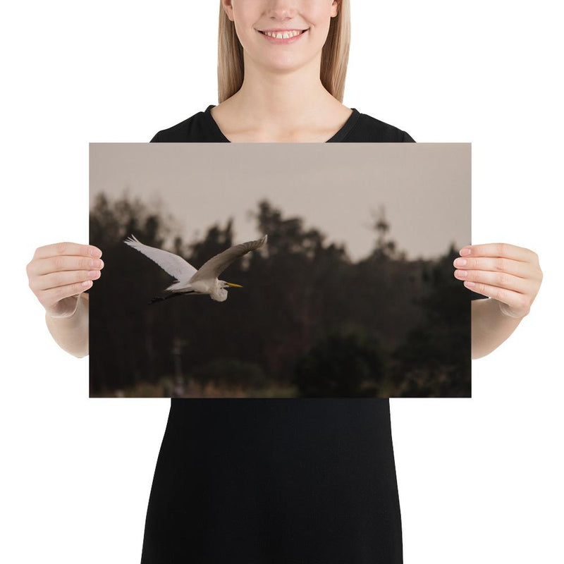 Cattle Egret - Go Wild Photography [description]  [price]