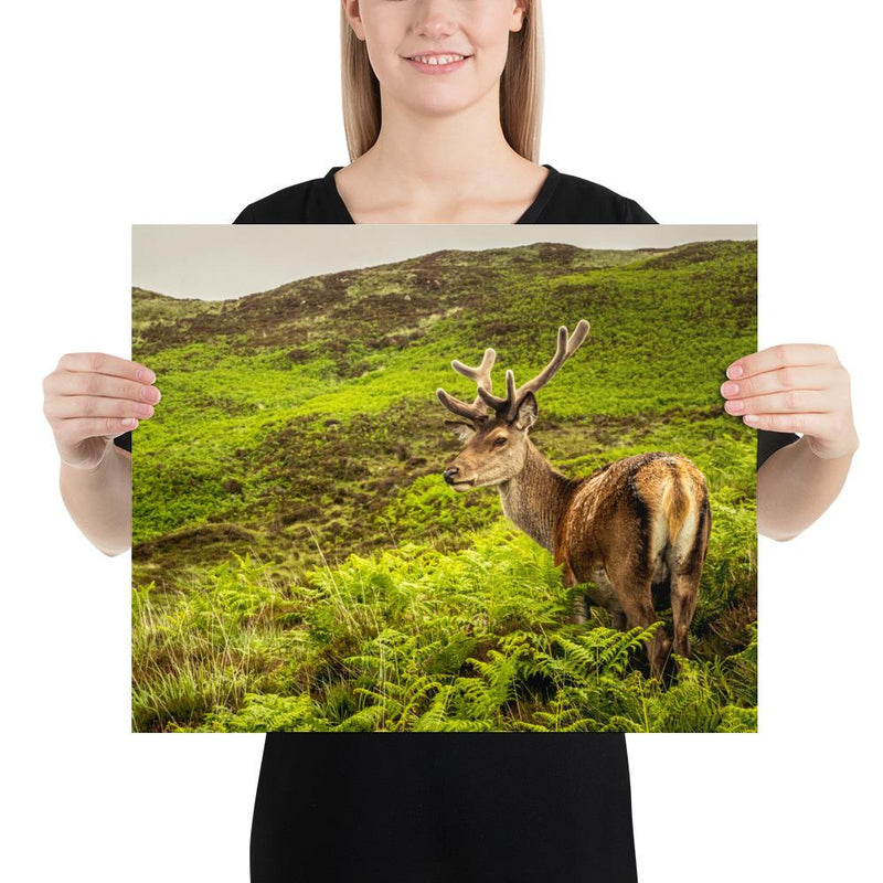 Prince of the Forest - Go Wild Photography [description]  [price]