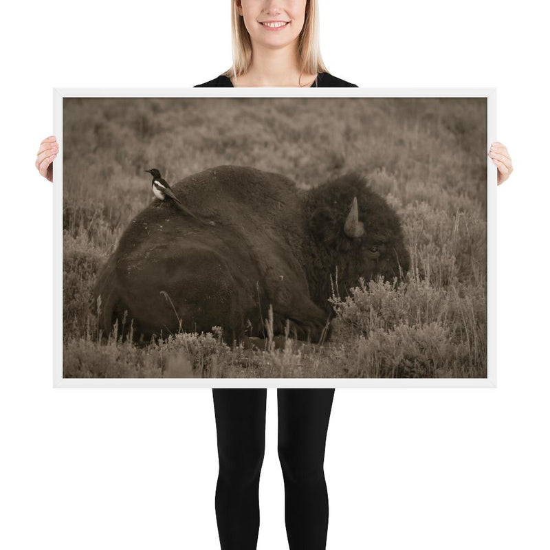 The Bison and the Magpie - Go Wild Photography [description]  [price]