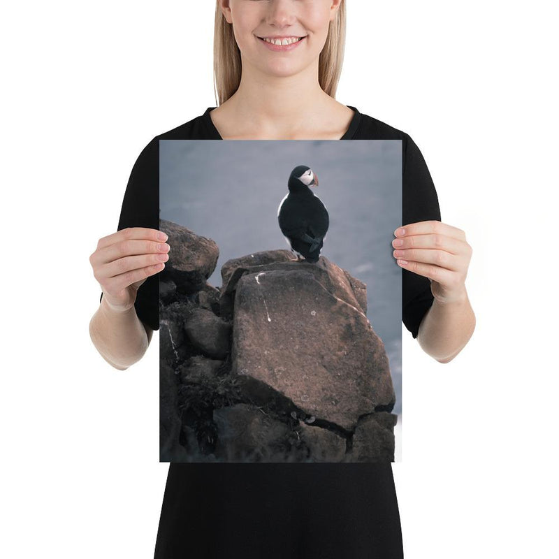 Lone Puffin - Go Wild Photography [description]  [price]