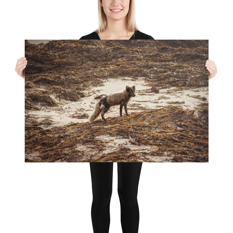 Vulpes - Go Wild Photography [description]  [price]