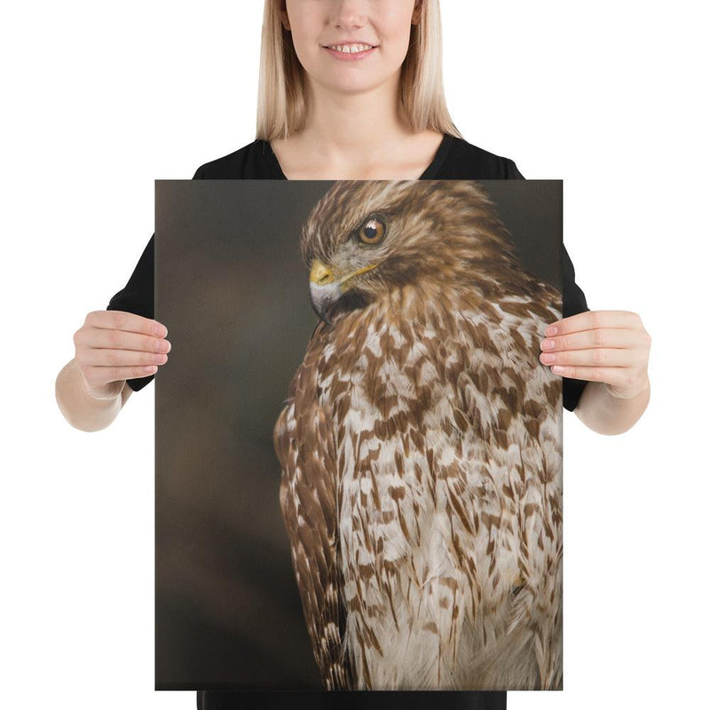 Red Shouldered Hawk - Go Wild Photography [description]  [price]