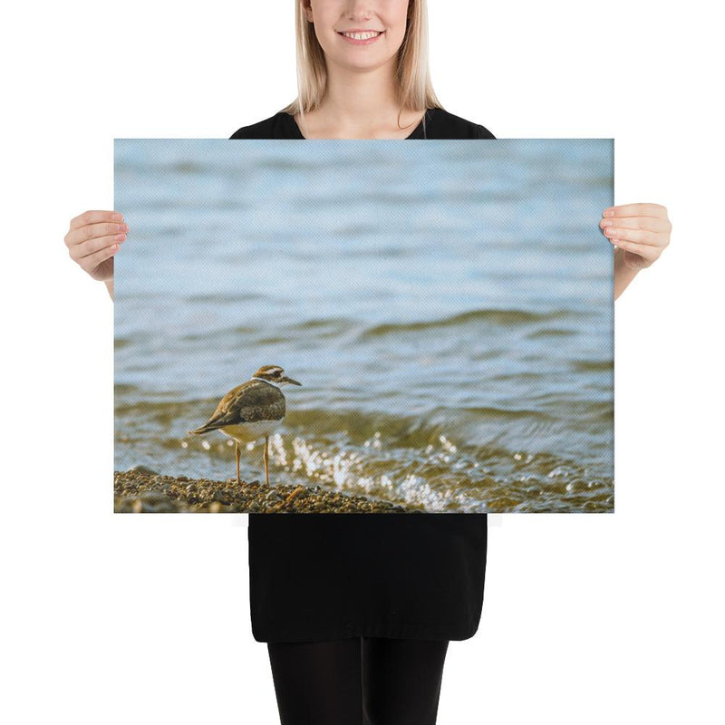 Sand Piper - Go Wild Photography [description]  [price]