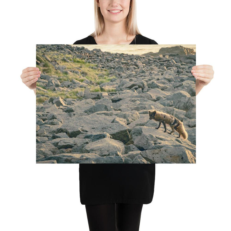 Arctic Fox - Go Wild Photography [description]  [price]