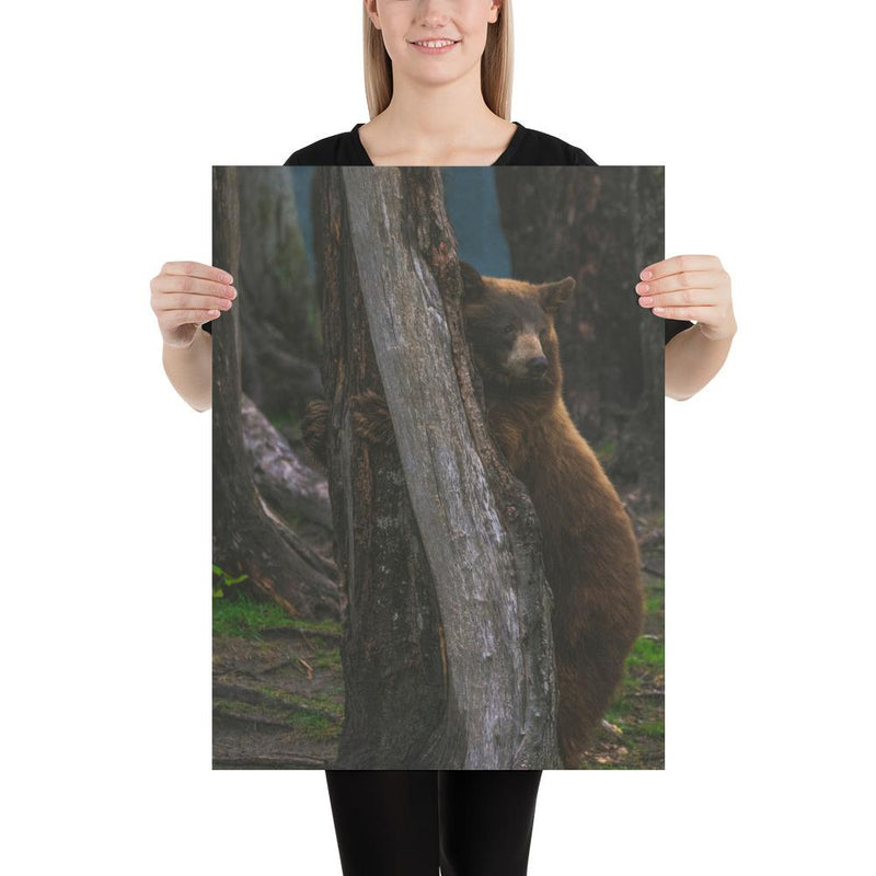 Bear Hug - Go Wild Photography [description]  [price]