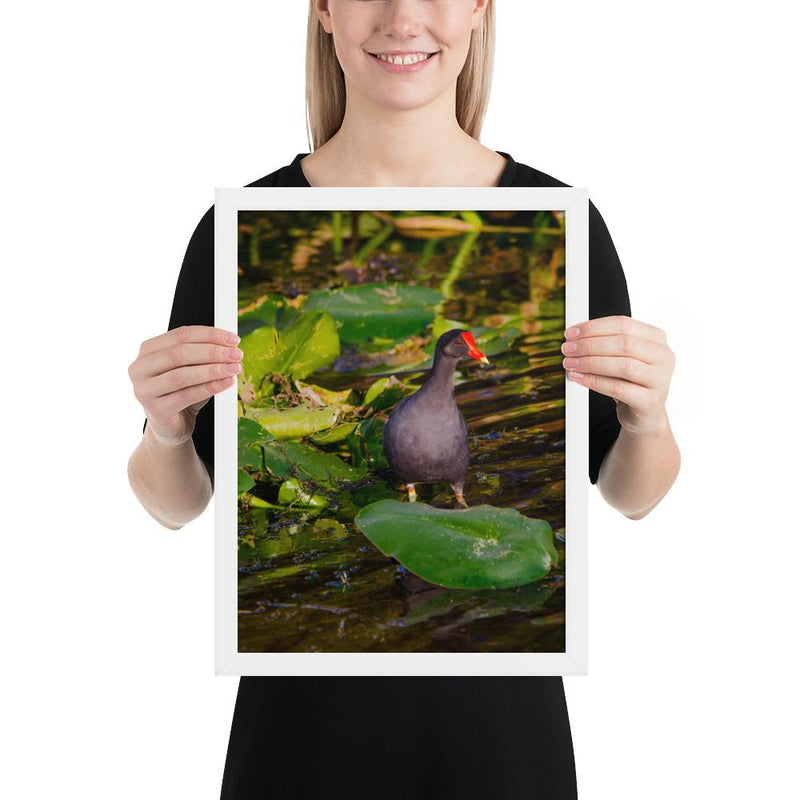 Common Moorhen - Go Wild Photography [description]  [price]