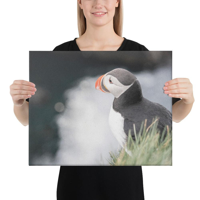 Stoic Puffin - Go Wild Photography [description]  [price]