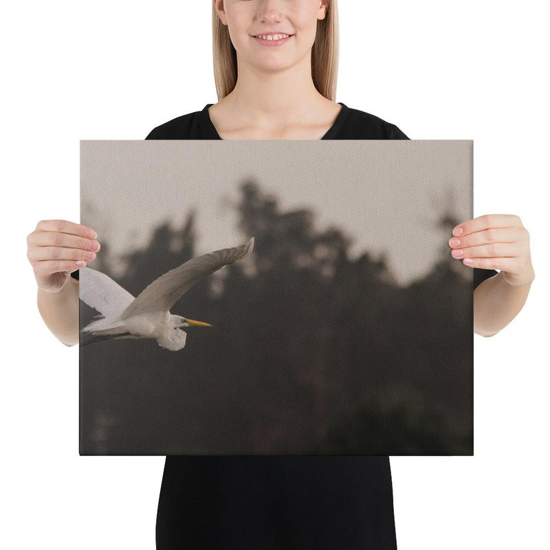 Cattle Egret - Go Wild Photography [description]  [price]