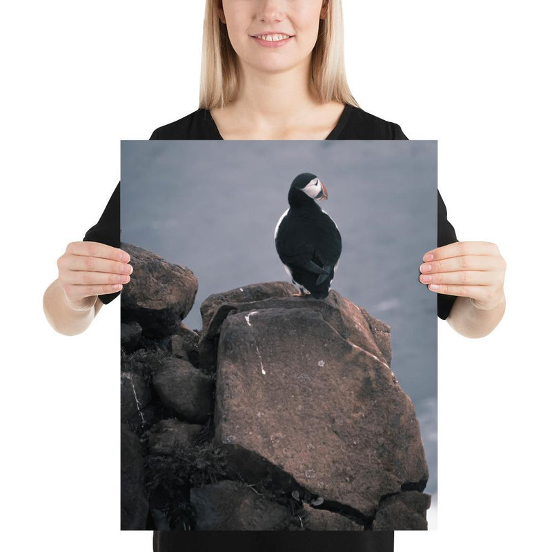 Lone Puffin - Go Wild Photography [description]  [price]