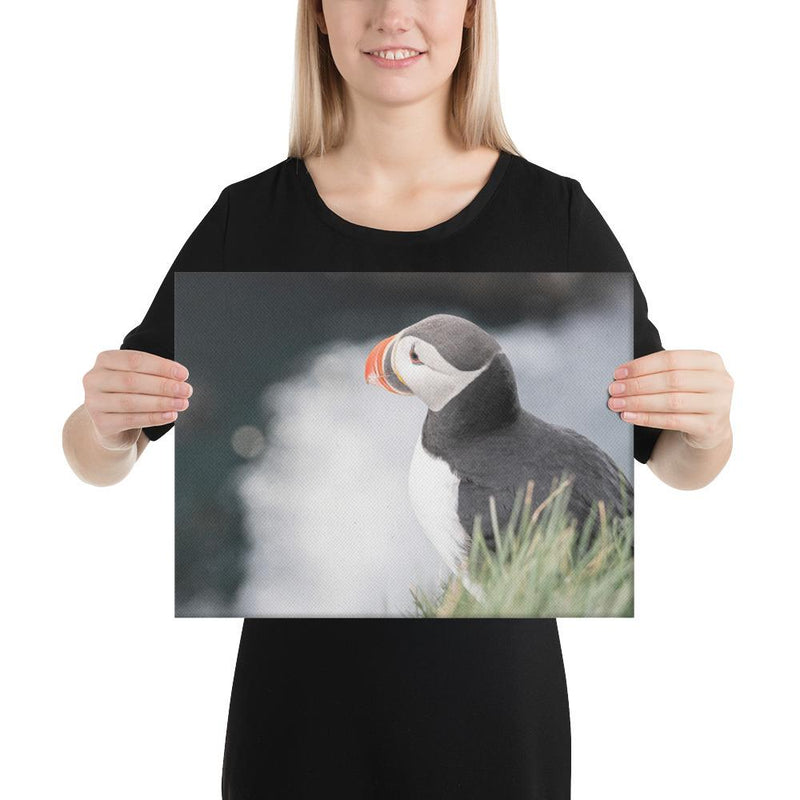 Stoic Puffin - Go Wild Photography [description]  [price]