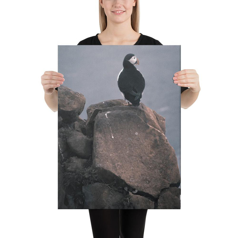 Lone Puffin - Go Wild Photography [description]  [price]