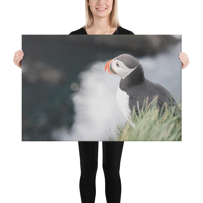 Stoic Puffin - Go Wild Photography [description]  [price]