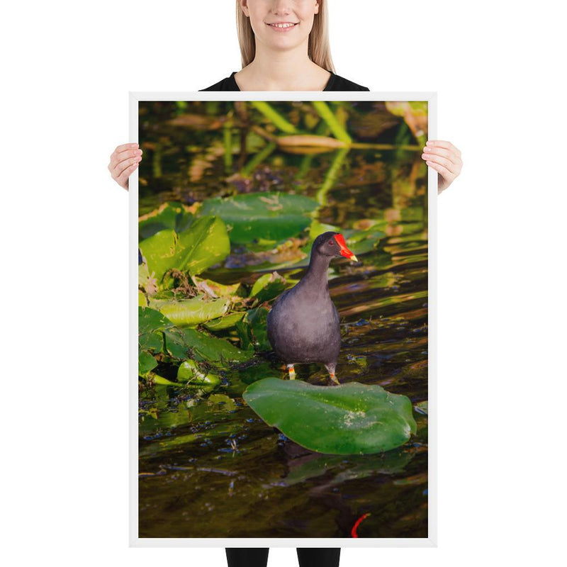 Common Moorhen - Go Wild Photography [description]  [price]