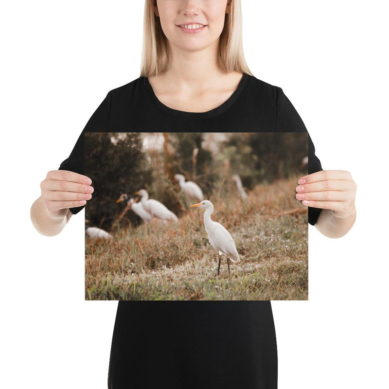 Winter Egret - Go Wild Photography [description]  [price]