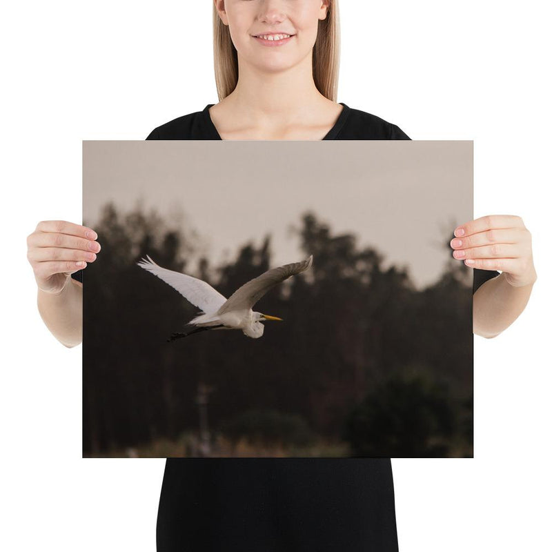 Cattle Egret - Go Wild Photography [description]  [price]