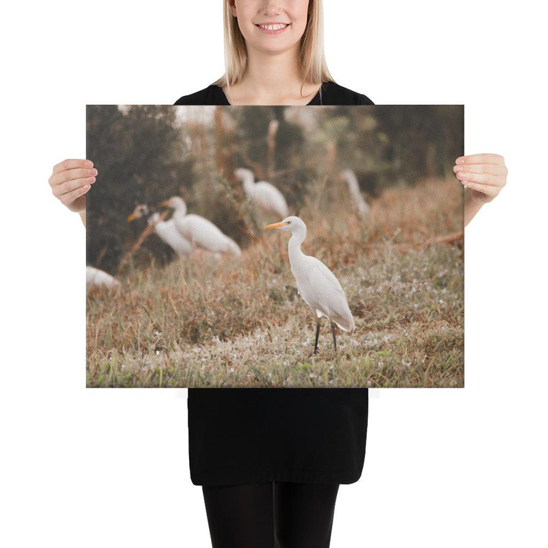 Winter Egret - Go Wild Photography [description]  [price]