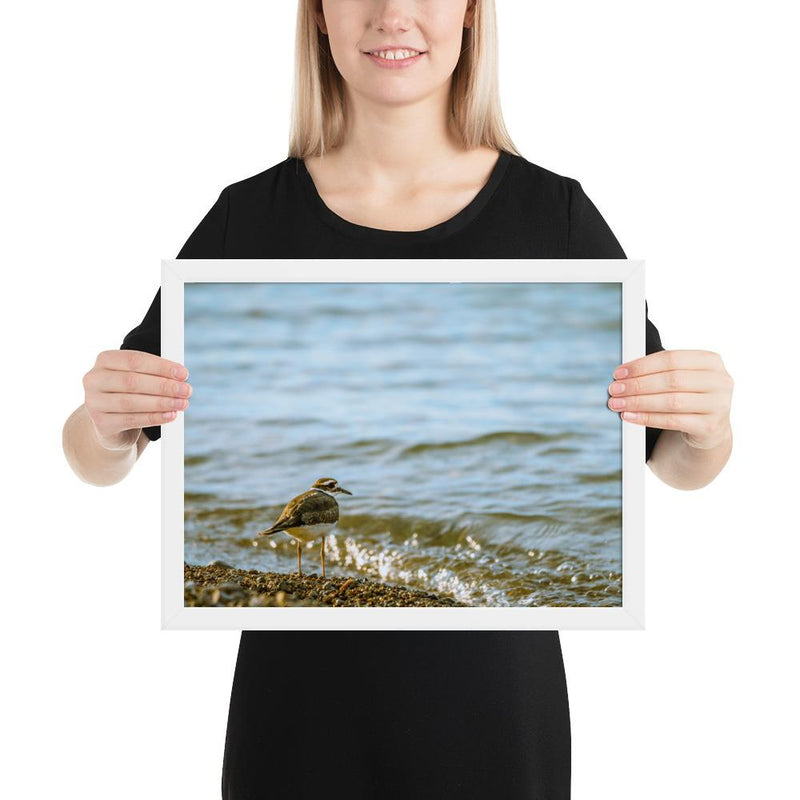 Sand Piper - Go Wild Photography [description]  [price]