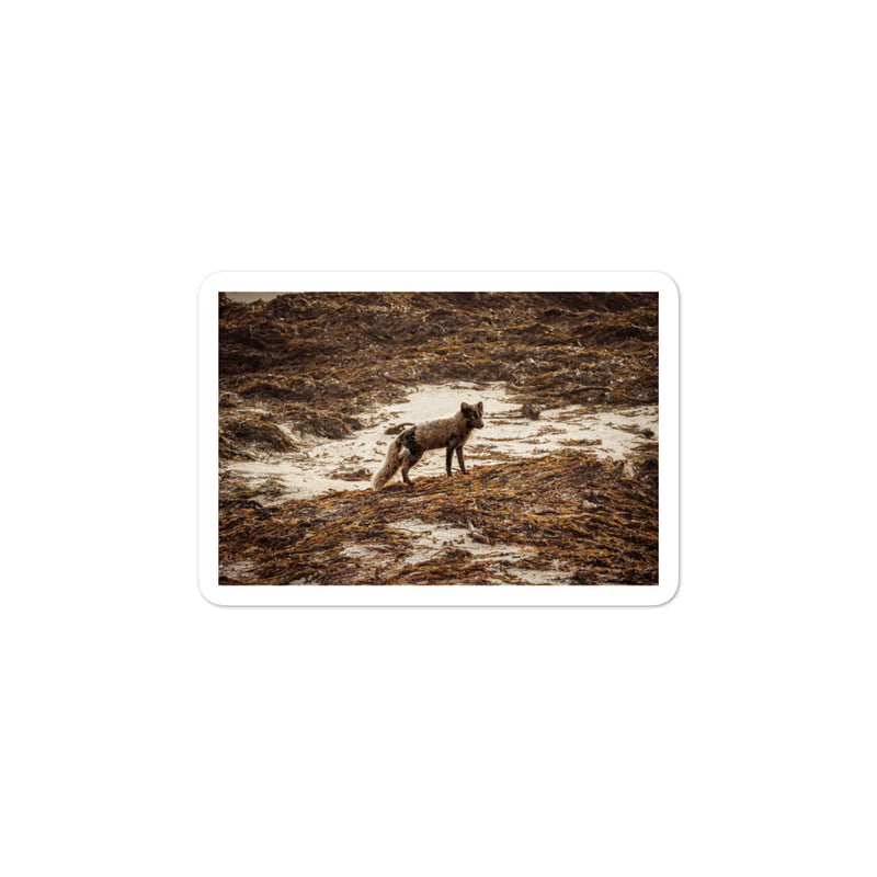 Vulpes Bubble-free stickers - Go Wild Photography [description]  [price]