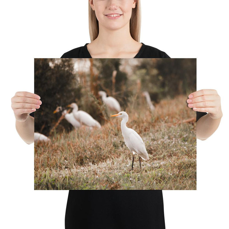Winter Egret - Go Wild Photography [description]  [price]