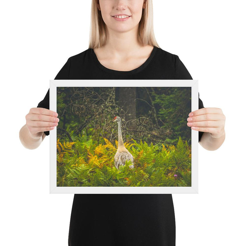 Sandhill Crane - Go Wild Photography [description]  [price]