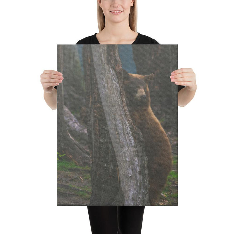 Bear Hug - Go Wild Photography [description]  [price]