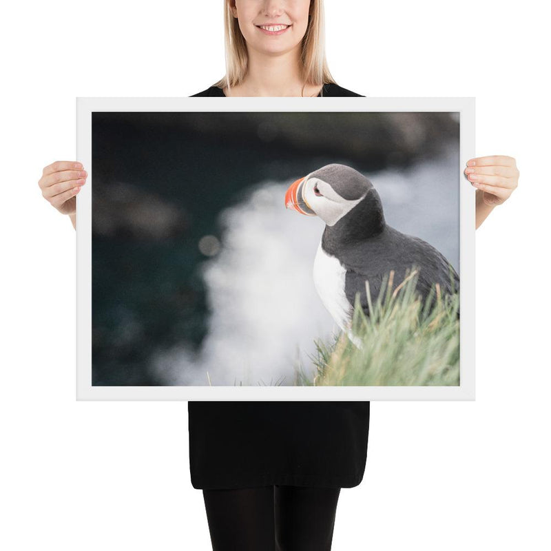 Stoic Puffin - Go Wild Photography [description]  [price]