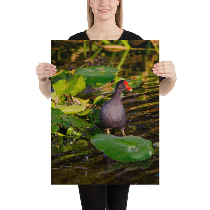 Common Moorhen - Go Wild Photography [description]  [price]