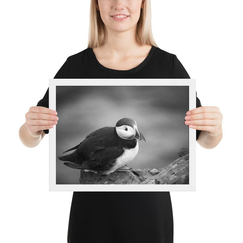 Atlantic Puffin Black and White - Go Wild Photography [description]  [price]