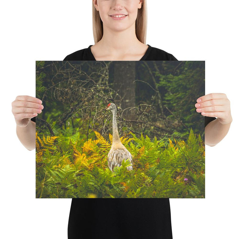 Sandhill Crane - Go Wild Photography [description]  [price]