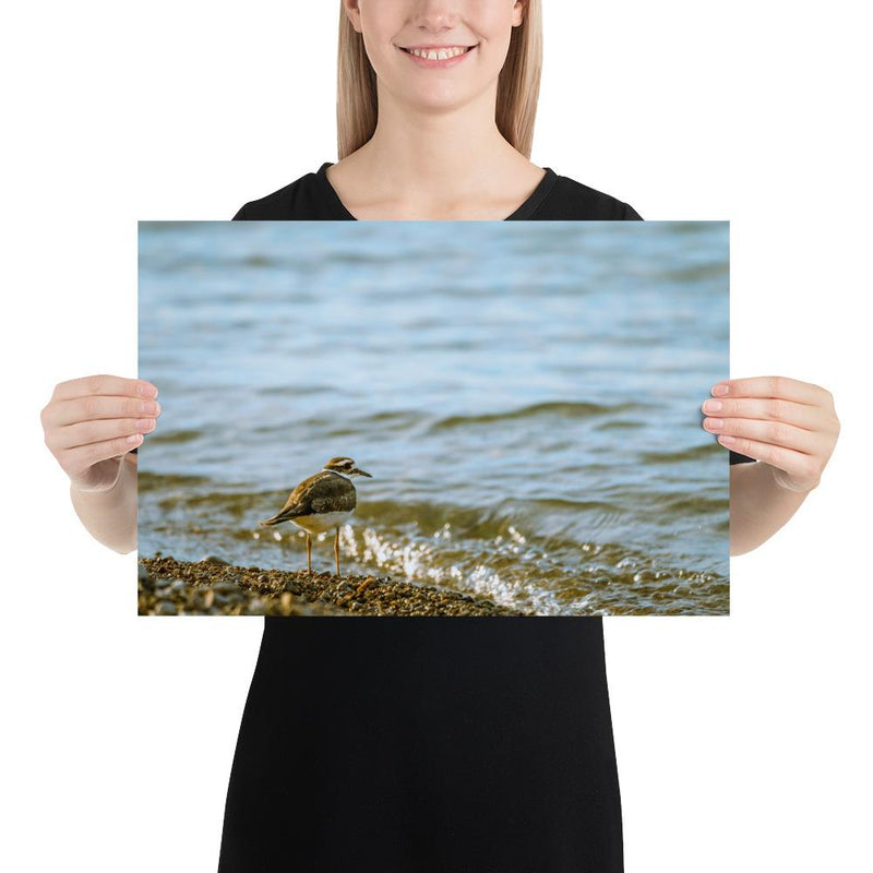 Sand Piper - Go Wild Photography [description]  [price]