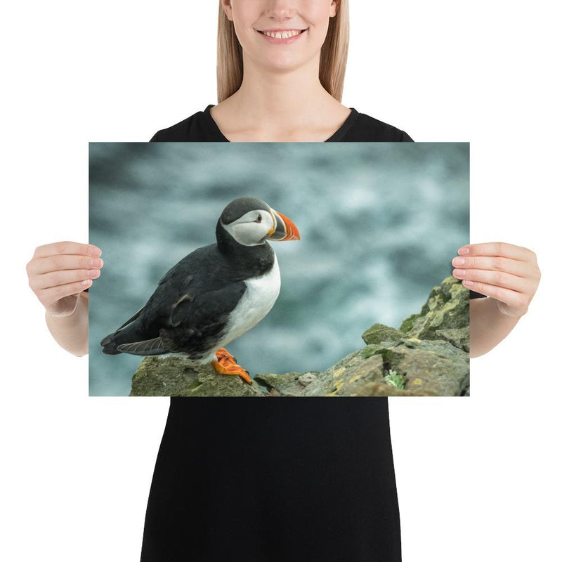 Atlantic Puffin - Go Wild Photography [description]  [price]