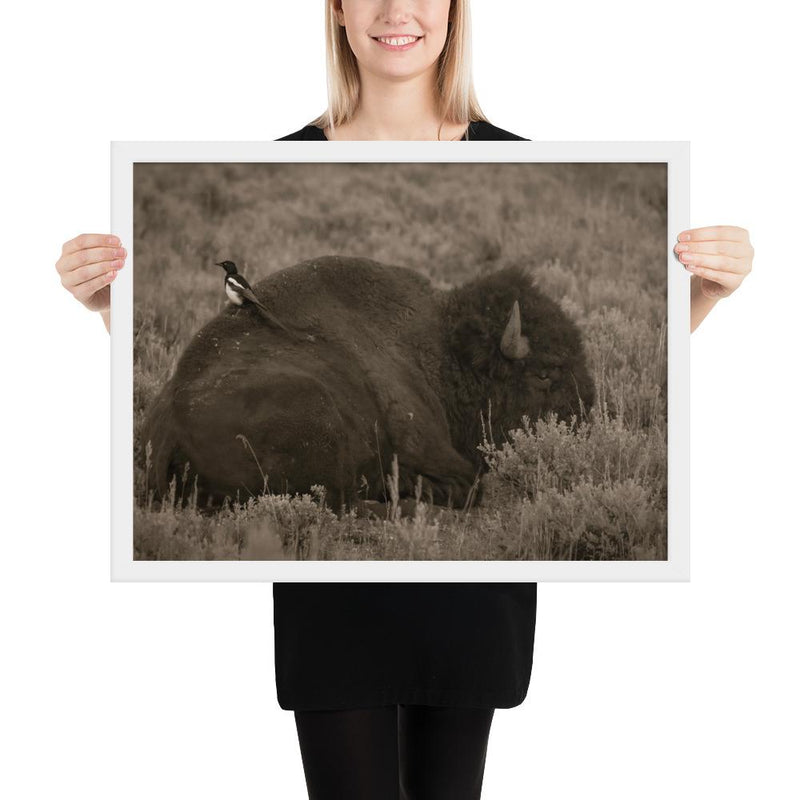 The Bison and the Magpie - Go Wild Photography [description]  [price]