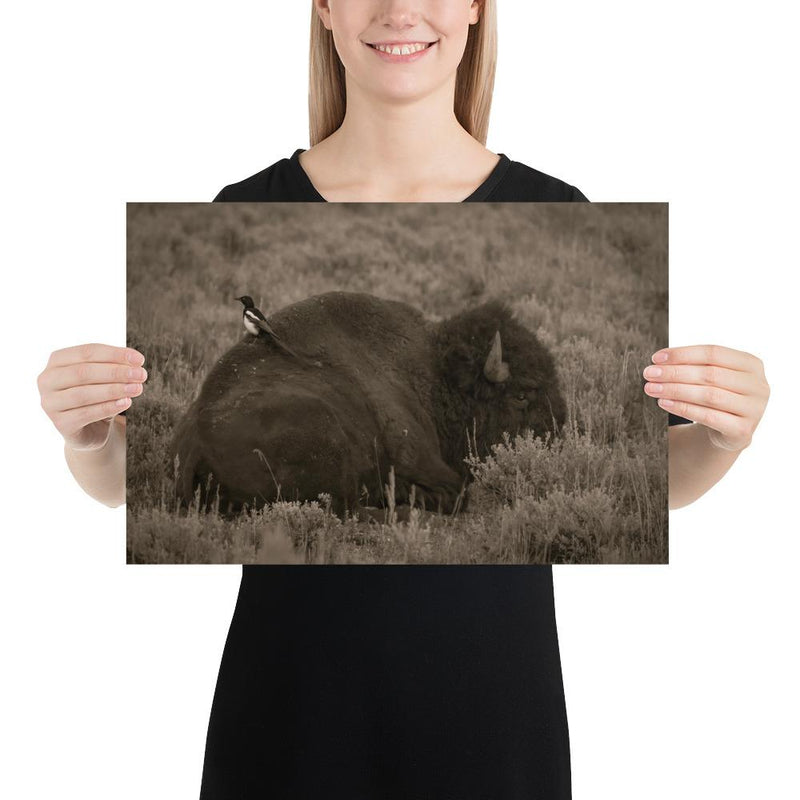 The Bison and the Magpie - Go Wild Photography [description]  [price]